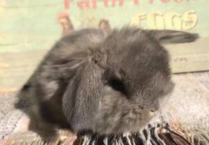 Hembrita Holland Lop Gris