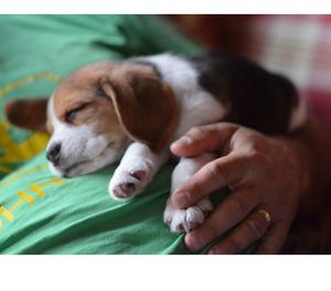 Beagles cachorritos tricolor Hermosos