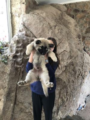 Cachorros Tervueren se entregan en el momento