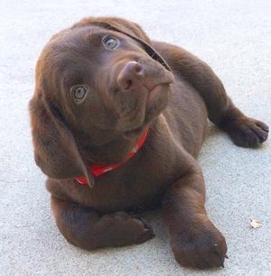 Hermosos labradores chocolates