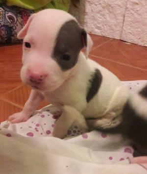 Pitbull blue, tres machitos