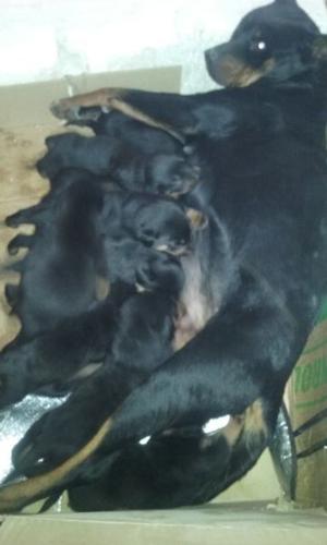 vendo cachorros rotwiller