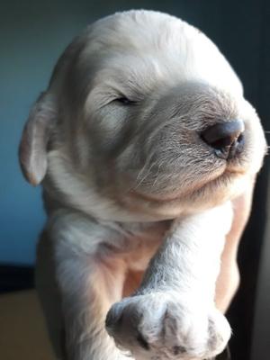 Caniche mini toy