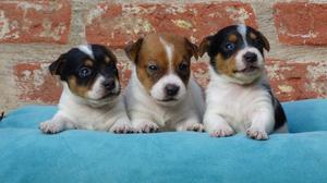 Jack russell cachorros