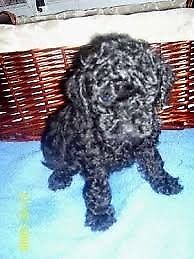 caniche henbra negra 2 meses