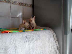 Chihuahua Mini Mini