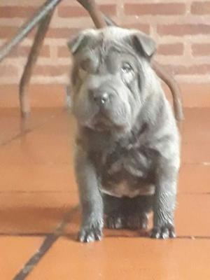 Sharpei azul (gris), hembra, padres con pedigree, muy