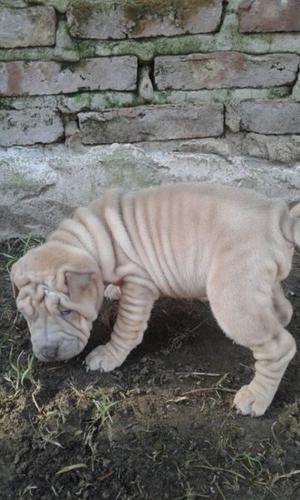 shar pei hembras isabelas