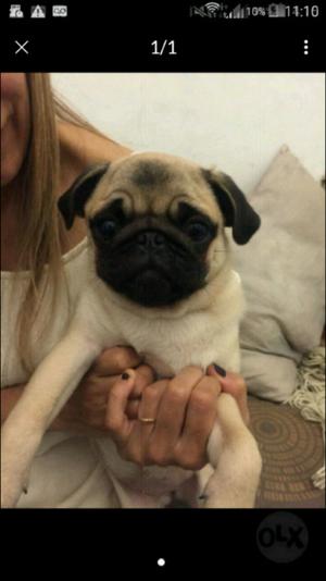 vendo pug carlino hembra escucho ofertas