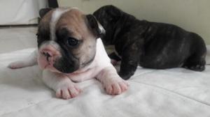 Bulldog frances cachorros