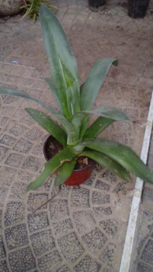 Planta de agave