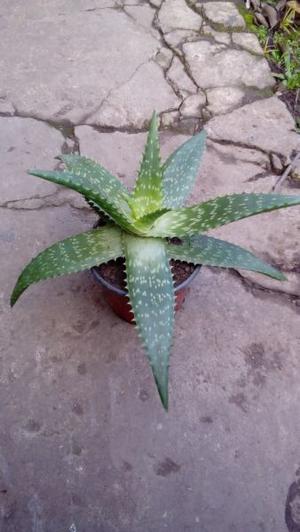 Planta de aloe vera