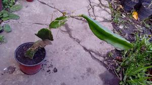 Planta de pitahaya