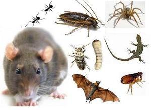 Ultrasonido Ratas Cucarachas Murcielagos Insectos Congreso
