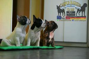 CACHORROS BULLDOG FRANCES