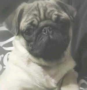 Hermosa pug carlina