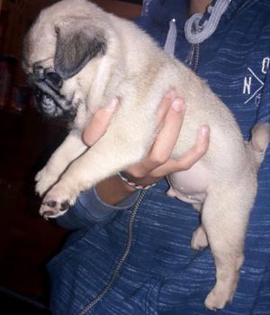 Machitos de pug