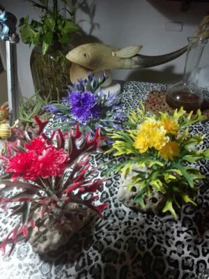 Plantines y flores para peceras con piedras naturales de mar