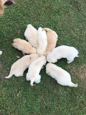 VENDO CACHORROS GOLDEN RETRIEVER