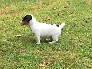 Cachorro Jack Russell Macho 55 días