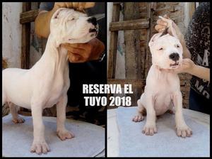 Dogo Argentino Los Mejores Cachorros Calidad Premium*