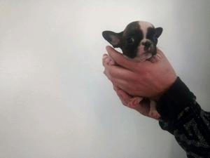 Machito bulldog francés con fca y libreta sanitaria