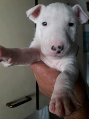 Venta cachorros bull terrier