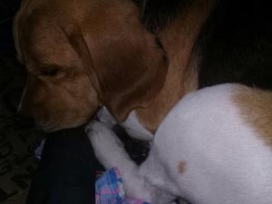 Beagle tricolor Macho 15 mesez