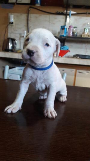 Cachorros DOGO ARGENTINO