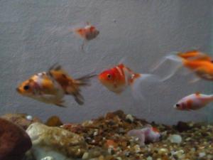 Combo de 100 peces variados por 