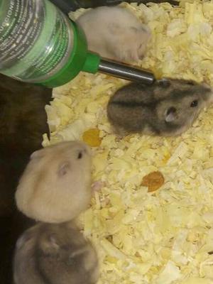 Hamster Sirios En Caballito