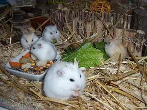 Hamsters Rusos. Importados