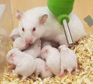 Hamsters Sirios Blancos