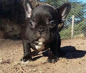 Hermosos cachorros bulldog frances machos y hembras,