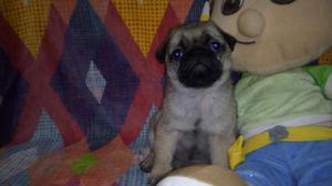 Ultima Dos Pug Hembras Disponibles