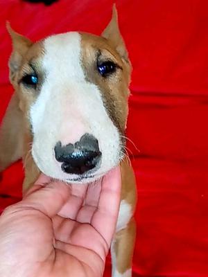 Cachorra bull terrier