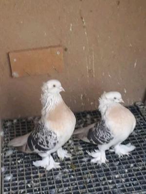 Compro Palomas Golondrinas de Nuremberg