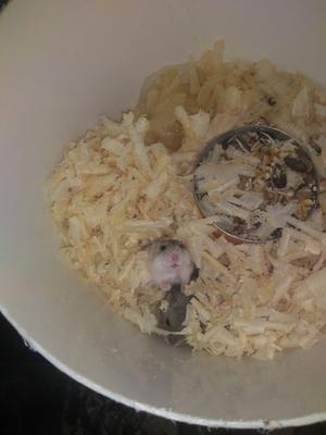 Vendo hermosos hamster rusos machos y hembras muy lindos