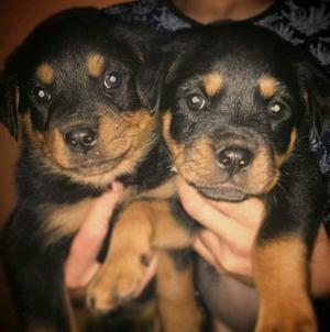 Vendo ultima pareja de cachorros Rottweiler