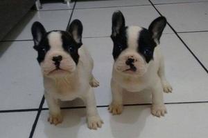 los mejores cachorritos bulldog frances machos y hembras