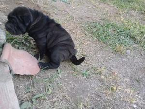 Última cachorra shar pei 50 dias c carnet sanitario