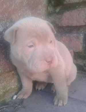 shar pei hembra lilac