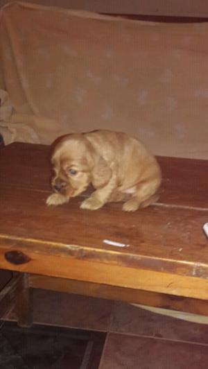 Vendo cachorros cocker