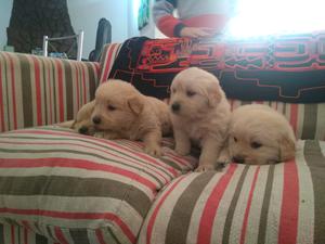 Cachorros Golden Retriever