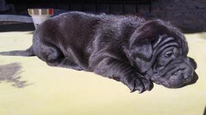 Cachorros cruza sharpei con mestiza