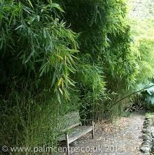 Cercos De Cañas De Bambu, Phyllostachys Aurea En 10 Litros.