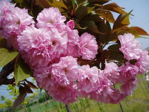 Cerezo Japones, (prunus Serrulata, Sakura, Etc.,).-