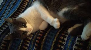 Lunita hermosa gata en adopcion super responsable castrada
