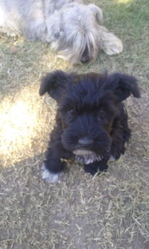 SCHNAUZER MINI NEGROS