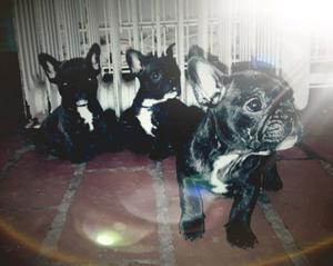 Se vende bulldog frances